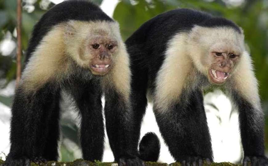 Pronađen prvi slučaj majmunskih boginja u SAD