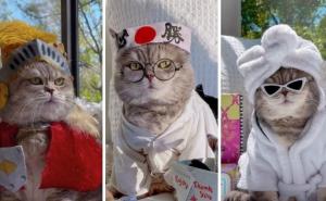 Nekada uličar, danas razmažena zvijezda Instagrama! Upoznajte mačka Bensona