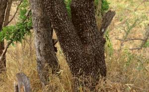 Možete li pronaći leoparda na slici? 