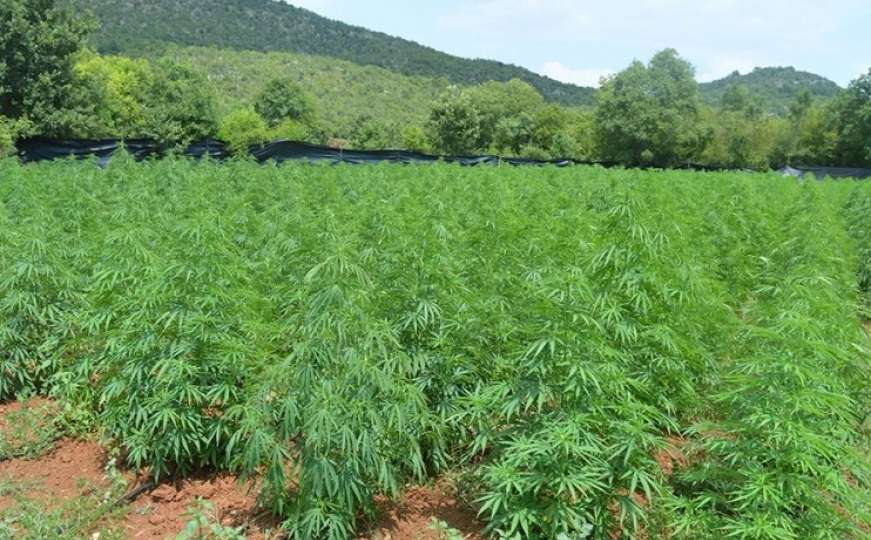 Pronađena najveća plantaža marihuane u Crnoj Gori