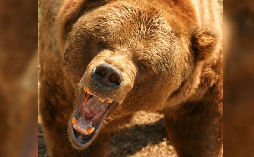 Horor na Aljasci: Muškarac tvrdi da ga je danima terorizirao grizli medvjed
