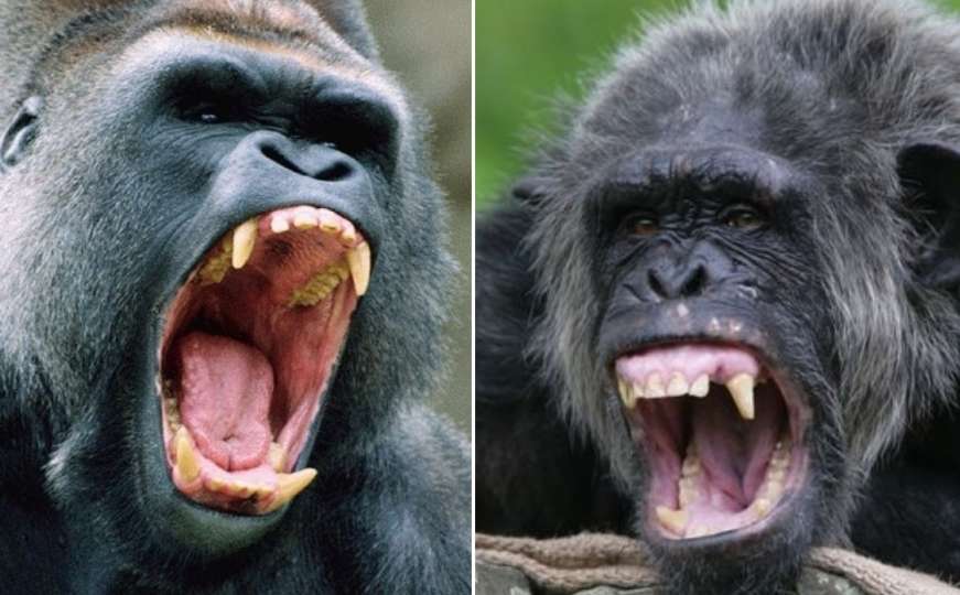 Naučnici ovo nikad prije nisu vidjeli: Čimpanze i gorile "zaratile" u divljini