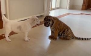 Neobičan susret: Pogledajte šta su zajedno radili psić i tigrić