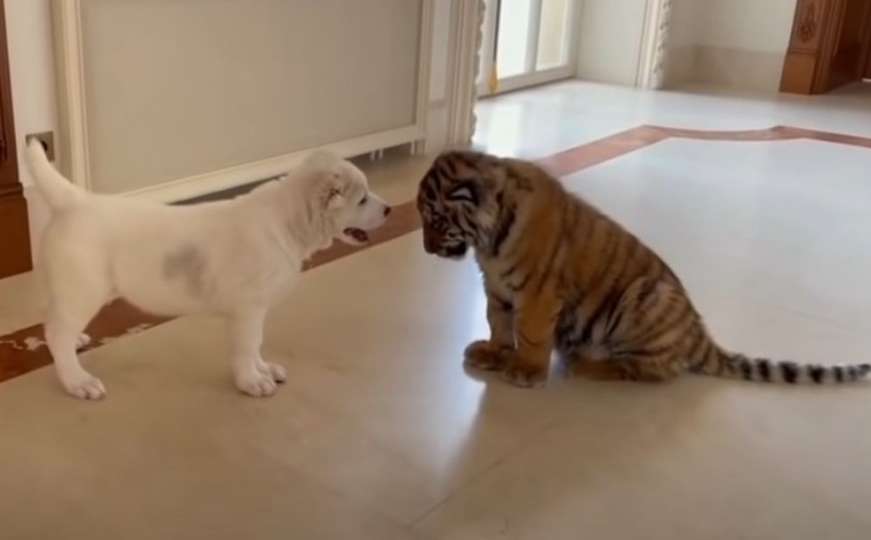Neobičan susret: Pogledajte šta su zajedno radili psić i tigrić