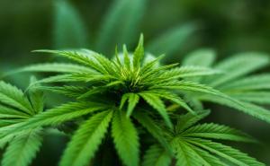 Crnogorska policija u akciji na granici sa BiH: Uhapšen vlasnik plantaže marihuane