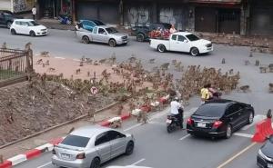 Šokirani vozači gledali obračun bandi majmuna: Ovdje je nemoguće živjeti