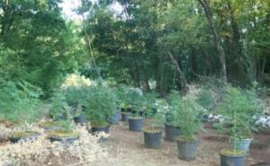 Policajci 10 dana čekali (i dočekali) dilera na granici s BiH