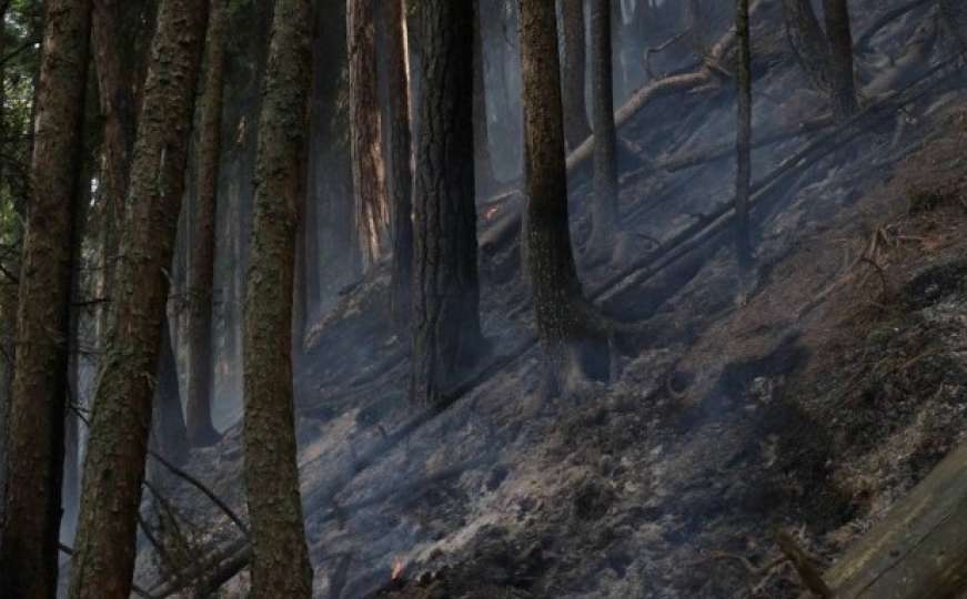 Najstarije drvo u Europi nestaje u požarima u Bosni i Hercegovini