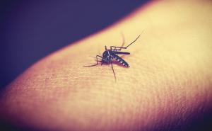 Hrana koju jedete utječe na to koliko komarci 'jedu' vas