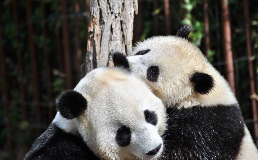Preslatko: U francuskom zoološkom vrtu Beauval rođene dvije bebe pande