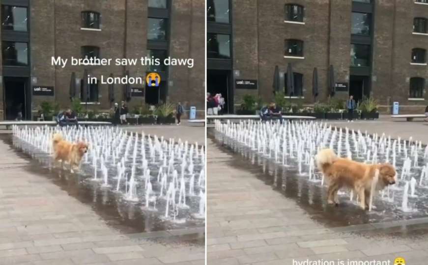 Pogledajte kako se pas rashladio kupanjem u fontani