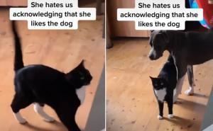 Snimili mačku dok se mazi sa psom, nasmijalo ih ono što je kasnije napravila