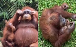 Cool prizor iz zoološkog vrta: Majka orangutanka "testirala" sunčane naočale
