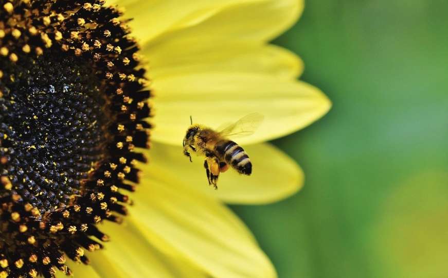 Neobičan apel tokom ljetnih vrućina: Pčele su ugrožene, možemo im pomoći
