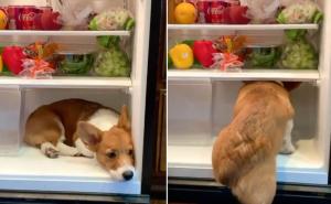 Hit video: Pogledajte neobičan način psećeg "rashlađivanja" u kući