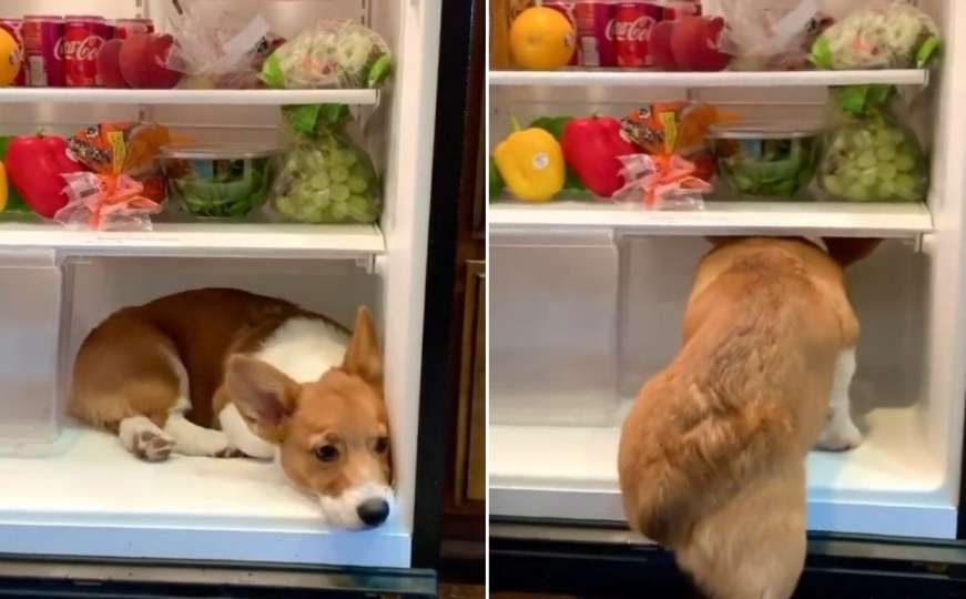 Hit video: Pogledajte neobičan način psećeg "rashlađivanja" u kući