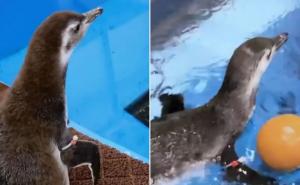Bebe pingvina prvi put su zaplivale, a slatki snimak oduševio je sve