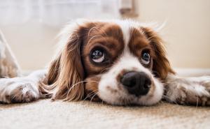 Zanimljivo istraživanje: Dobro se "pripazite", psi znaju kad su prevareni...