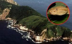 Znate li za otok zmija: Na njemu živi vrsta čiji otrov otapa ljudsko meso
