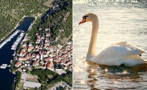 Šibenik: Nakon što je skokom s jahte ubio labuda, traži se kazna za turistu