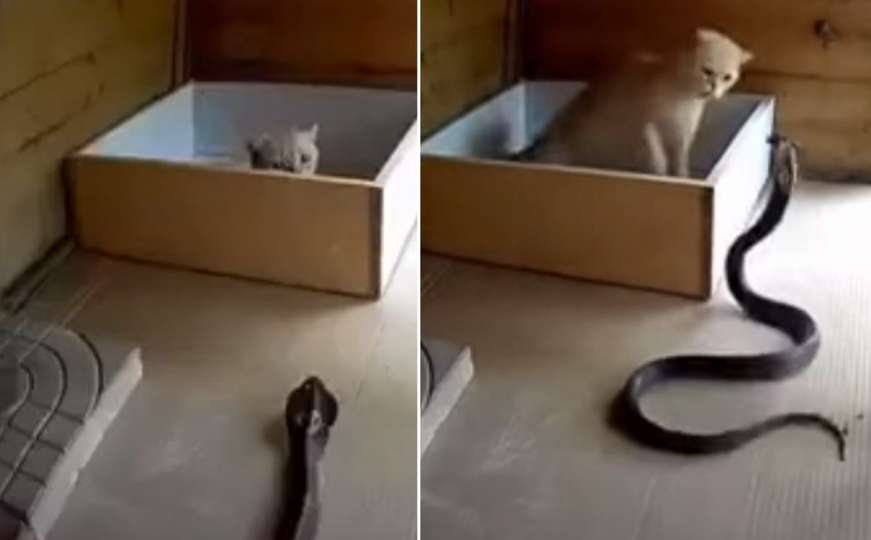 Internetom kruži viralan snimak: Pogledajte kako je mačka otjerala kobru