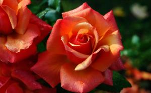 Za mirisnu baštu iz snova: Ove tri sorte ruža cvjetaju čitavo ljeto