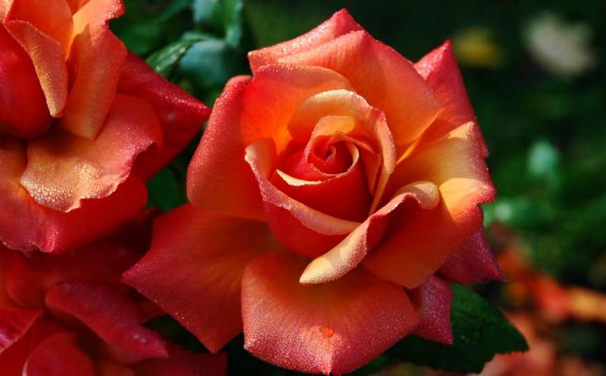 Za mirisnu baštu iz snova: Ove tri sorte ruža cvjetaju čitavo ljeto