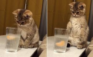 Pogledajte reakciju mačke kad je ispred sebe ugledala čašu mineralne vode