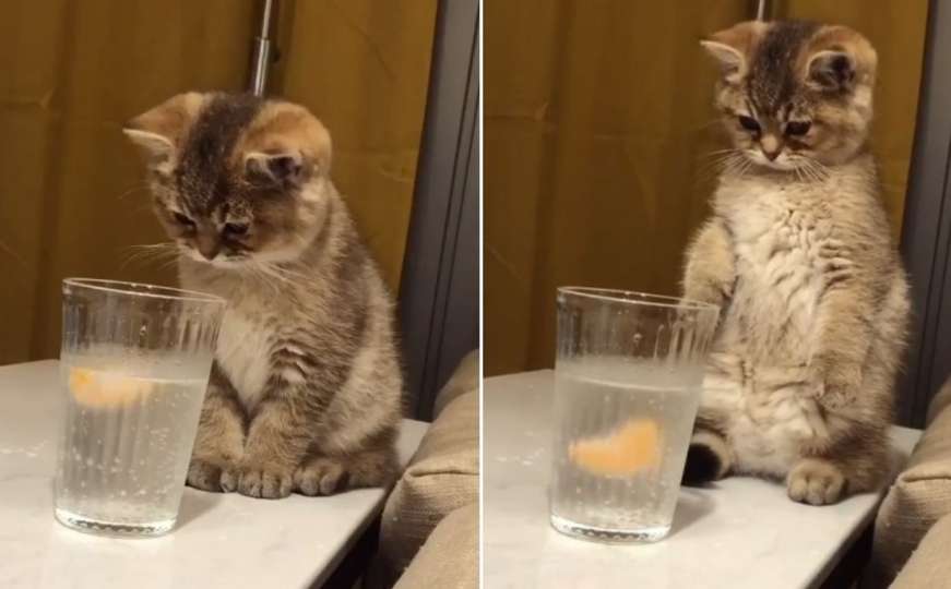 Pogledajte reakciju mačke kad je ispred sebe ugledala čašu mineralne vode