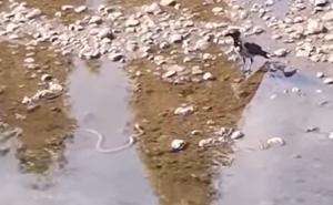 Pogledajte snimak obračuna vrane i zmije u centru Sarajeva