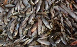 Ekološka katastrofa u Španiji: Tone uginule ribe završile na obalama mora
