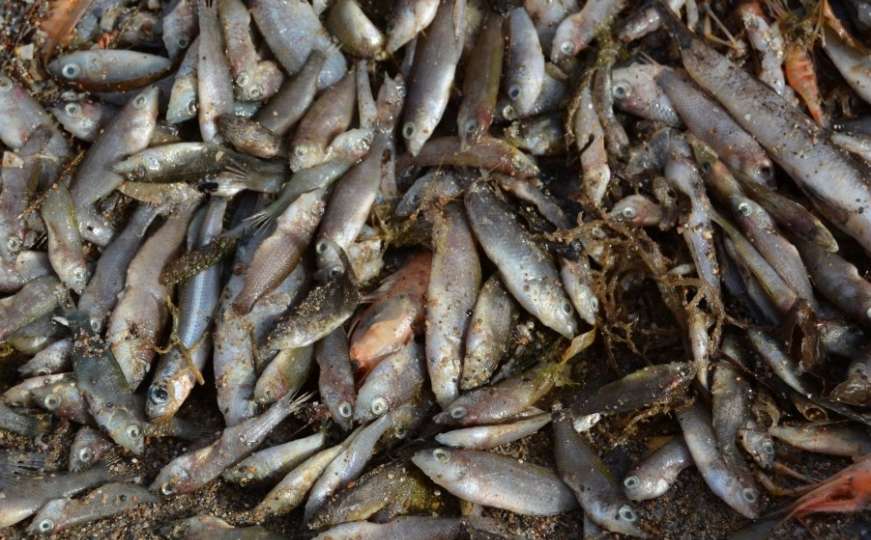 Ekološka katastrofa u Španiji: Tone uginule ribe završile na obalama mora