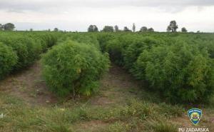 Pronađena najveća plantaža marihuane: Zasađeno više od 7500 stabljika