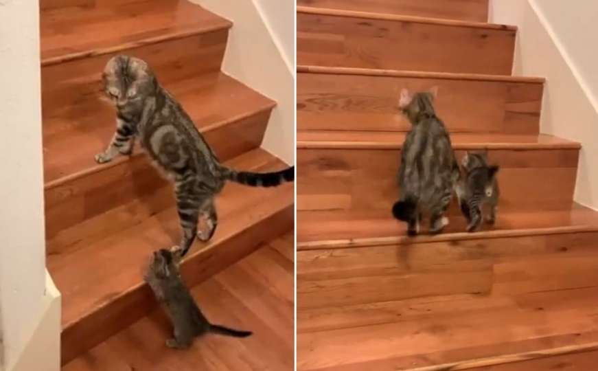 Preslatko: Pogledajte uspon mačića uz stepenice uz pomoć mame mačke