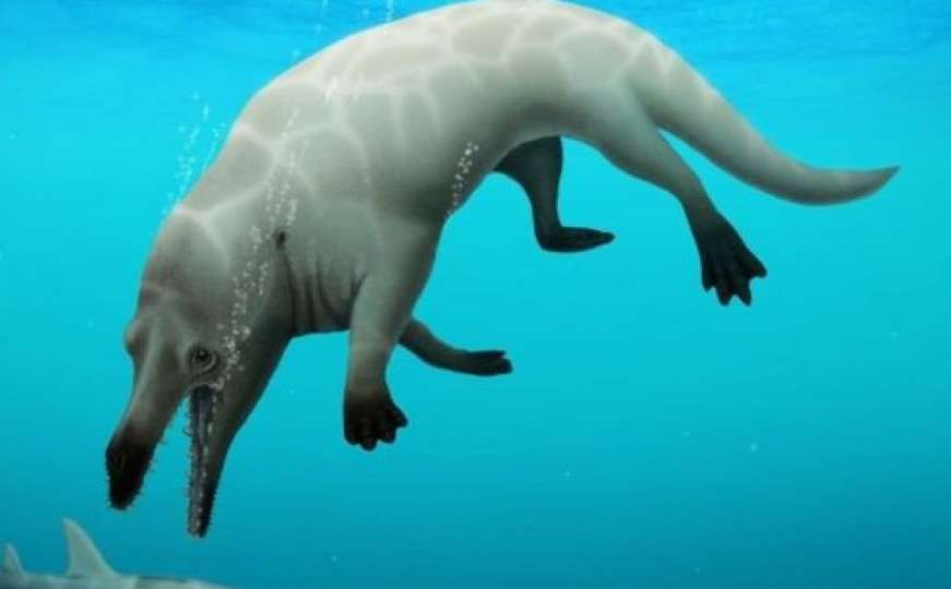 Nevjerovanto otkriće: Naučnici pronašli fosil kita star 43 miliona godina