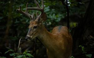 Prvi put na svijetu: COVID-19 potvrđen i kod jelena