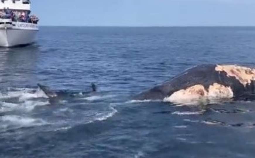 Zastrašujući snimak: Pogledajte kako ajkule trgaju na komadiće mladunče kita