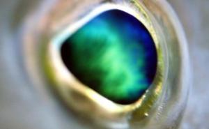 Scena na Jadranskom moru: Okrenuo sam se i vidio ogromno oko kako me gleda