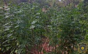 U BiH pronađena plantaža opojne droge: Uhapšena jedna osoba