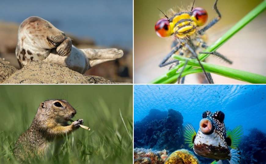 CWPA: Ovo su finalisti za najsmiješnije fotografije divljih životinja u 2021. godini