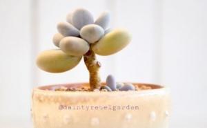 Znate li šta je sukulent: Mjesečev kamen koji zahtijeva minimalnu brigu 