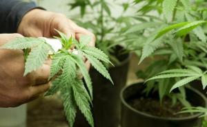 Pronađena veća količina marihuane u BiH: Uhapšene dvije osobe