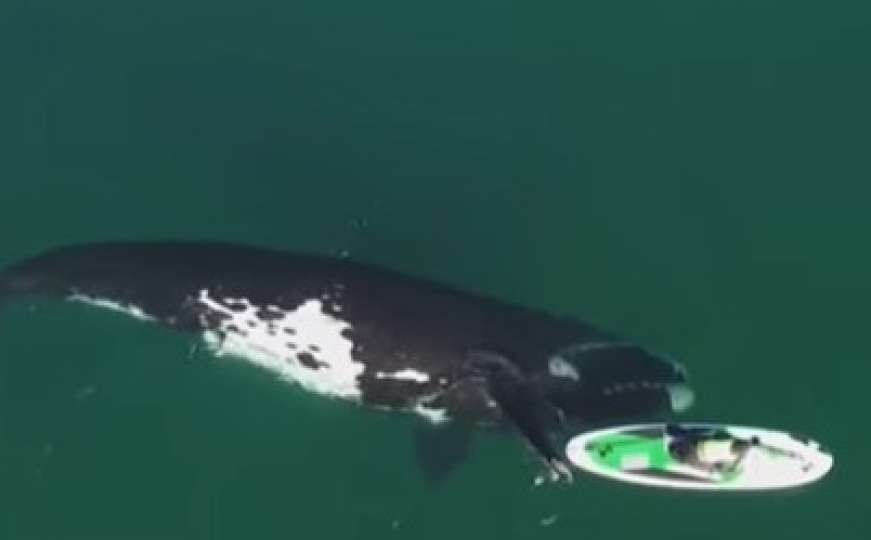 Nevjerovatan prizor: Bliski susret morskog kita i žene na jet skiju