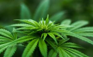 Italija na putu ka legalizaciji marihuane, skupljeno 500.000 potpisa