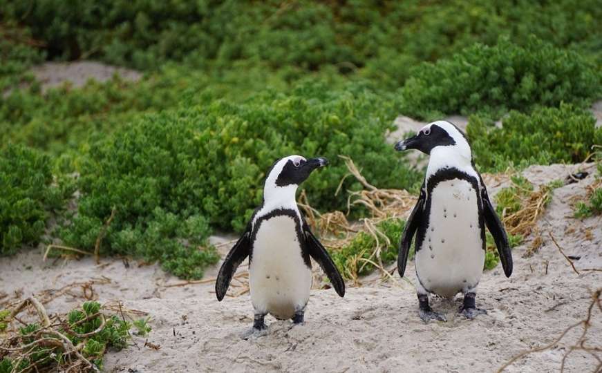 Pčele pobile pingvine u Južnoj Africi
