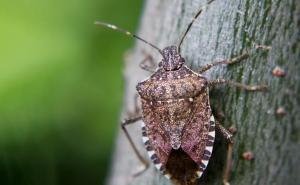 Smetaju li i vama ove bube koje su opet posvuda: Otkrijte grizu li i kako ih se riješiti