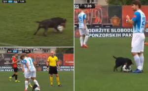 Pas na Tušnju prekinuo utakmicu Slobode i Posušja, a video je hit na Twitteru