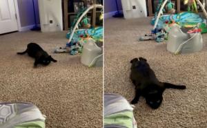 Urnebesan video kruži na Instagramu: Mačka snimljena u ulozi "agenta 007"