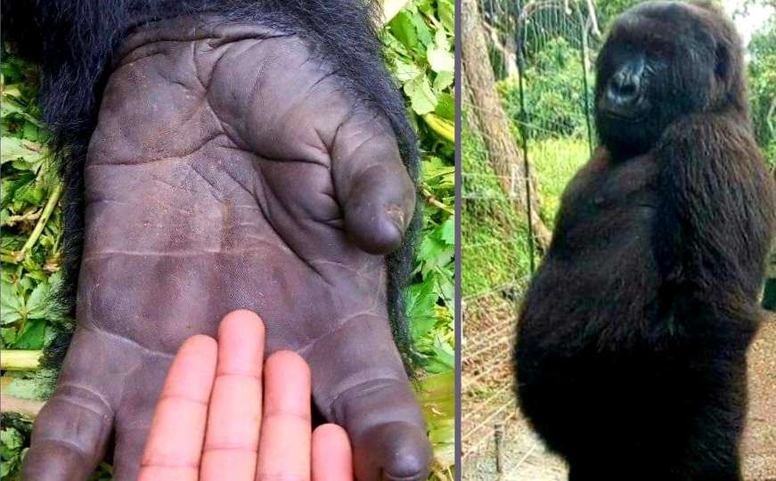 Slavna gorila koja je oduševila svijet, preminula u zagrljaju svog čuvara