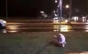 Čudna scena iz bh. grada: U večernjim satima u šetnju izašla - svinja